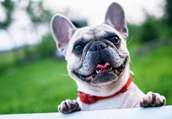 Define GPS Trackers for Pets